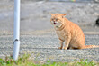 あくびをしている茶色い猫