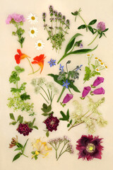 Wall Mural - Alternative herbal plant medicine remedies with healing herbs and flowers. Nature study for natural medication concept. Top view, flat lay on cream background.