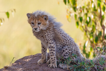 Poster - Cheetah Cub sitting in the shade and resting