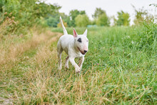 White Bull Terrier Runs Through A Clearing Near The Forest