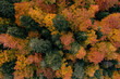 © New Africa - Aerial view of beautiful forest on autumn day