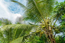 Coconut Tree With Many Coconut Fruits, Zanzibar, Tanzania