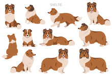 Sheltie, Shetland Sheepdog Clipart. Different Poses, Coat Colors Set