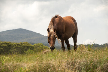 Sticker - horse in the meadow