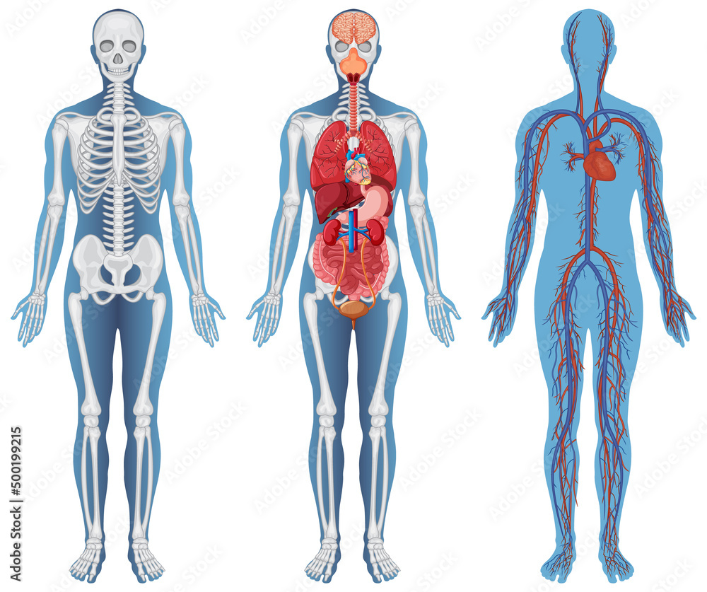 Anatomical Structure Human Bodies Stock Vector | Adobe Stock