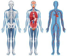 Canvas Print - anatomical structure human bodies