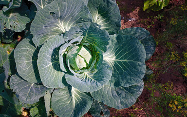 Wall Mural - Cabbage growing on farm field. Cabbage harvest on the field, growing vegetables. Green cabbage plant, vegetables for cooking, organic farming, seasonal vegetarian food. Agricultural industry