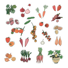 Vegetables, Tomato Variety, Cucumber, Potato, Onion, Carrot Vector Hand Drawn Illustrations Set