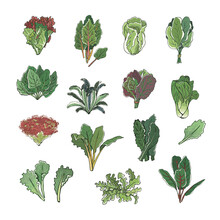Vegetables Green Salad Plant Vector Hand Drawn Illustrations Set