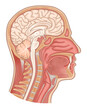 Sagittal section of human head and neck vector medical illustration. 
