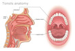 Tonsils anatomy medical illustration. Types of human tonsils labeled. 
