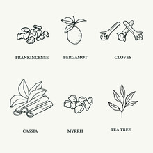Collection Of Line Art Essential Oil Plants 