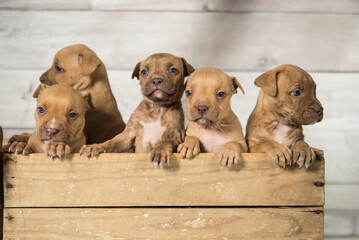 Canvas Print - group of puppies