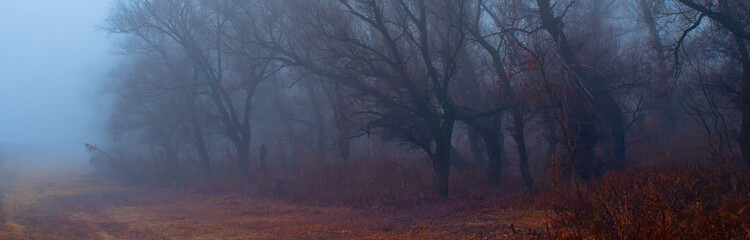 spooky old forest on foggy autumn day