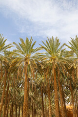 Wall Mural - Date farm palm tree plantations at the Al Ula Oasis in Saudi Arabia