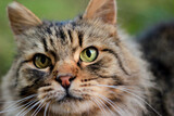Fototapeta Tulipany - Portrait of a brown tones long-haired cat with green eyes looking forward close up