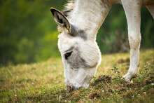 White Donkey In The Field Eating Grass With Green Background