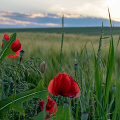 Wall Mural - Red poppy flowers in the field in summer with evening sky in Germany. Rural background