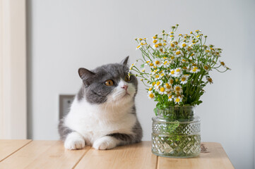 Sticker - British Shorthair and Wild Chrysanthemum