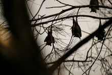 Bats Hanging On Tree Branches Flying Fox Silhouettes