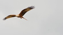 A Red Kite In Flight, Slow Motion