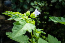 A Closeup Shot Of Okra (Abelmoschus Esculentusflower) Blooming In The Indian Garden. Okra Flowers Usually Bloom For Less Than A Day Before Dropping Off The Plant.
