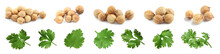 Set With Fresh Green Coriander Leaves And Dried Seeds On White Background. Banner Design