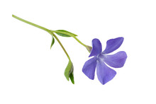 Periwinkle (Vinca Minor) Flower Isolated On A White Background, Clipping Path, No Shadows. Blue Periwinkle Flower Isolated, Element For Design And Botanical Illustration.