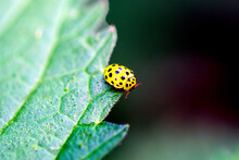 22-spot Ladybird (Psyllobora Vigintiduopunctata) On Green Leaf