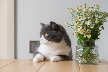 Sticker - British Shorthair and Wild Chrysanthemum