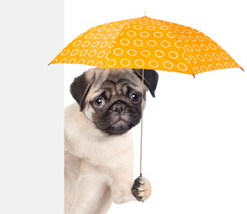 Sticker - Funny Pug puppy holds umbrella and looks from behind above empty white banner. isolated on white background