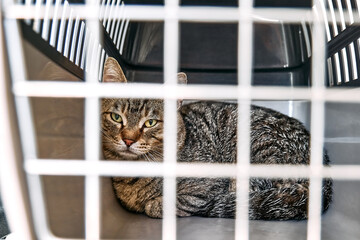 Sad cat behind bars, closed in transport box, cage or pet carrier. Homeless pets and veterinary concept.