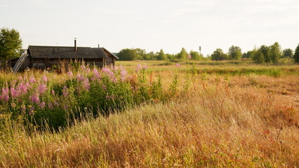 Wall Mural - Beautiful rustic summer landscape with old wooden houses and hay in the field