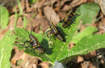 Wall Mural - Black tropical grasshoppers on plant in Florida nature, closeup