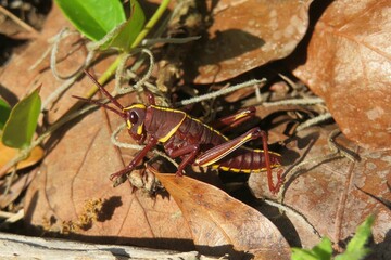 Wall Mural - Tropical grasshopper on leaves background in Florida wild, closeup