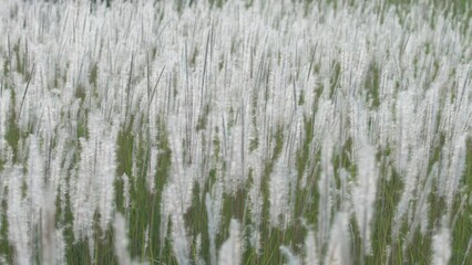Wall Mural - fluffy white reeds grass flower gentle swaying from wind blown