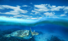 Sea Turtle Swims Underwater In The Sea, Split