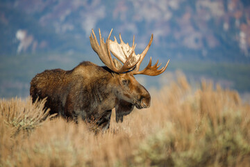 Wall Mural - Large bull moose grazing in sage brush