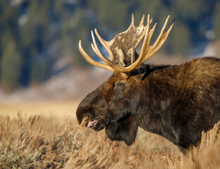 Wall Mural - Large bull moose grazing in sage brush