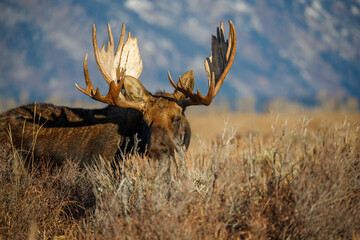 Wall Mural - Large bull moose grazing in sage brush