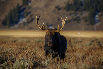 Wall Mural - Large bull moose grazing in sage brush