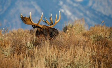 Wall Mural - Large bull moose grazing in sage brush