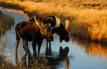 Wall Mural - Bull moose at sunset in mountain stream