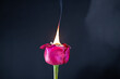 Red Rose Ignites And Burns In Fire