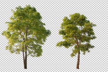 Tree On Transparent Background Picture