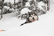 © fesenko - big grey shaggy sled dog walk on trail in deep white powder snow