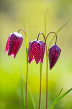 3 Colorful Magenta And Pink Flowers With Checkered Pattern Of Fritillaria Meleagris Called Snake's Head, Chess Flower, Frog-cup Or Fritillary. Translucent Tepals Back Lit By Sun In A Springtime Garden
