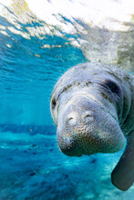 Manatee In The Water (Crystal RIver)