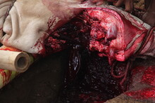 Cows Slaughtered During Eid Al - Adha