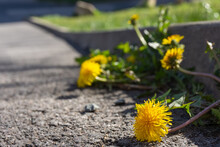 Yellow Dandelion At The Curb
